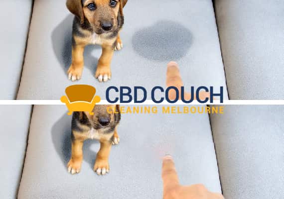 Couch Pet Urine Removal Service